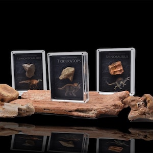 May include: Three clear acrylic display cases with black backgrounds showcasing dinosaur fossils. Each case features a different dinosaur: Edmontosaurus, Triceratops, and Spinosaurus. The cases are arranged on a brown wooden log with additional fossil pieces scattered around.