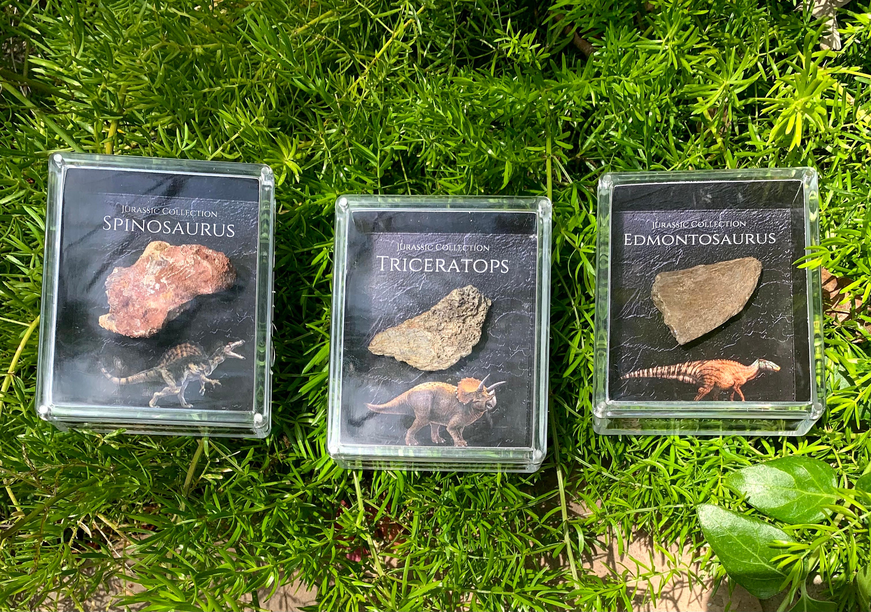 Dinosaur Bone Fossil Gift Set Fossil Display Archeology Etsy