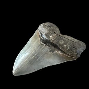 Dente de tubarão Megalodon autêntico | 5,25 polegadas | Descoberta de fóssil na Carolina do Sul