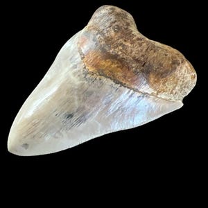 Dente de tubarão Megalodon autêntico | 5 polegadas | Fóssil Java Find