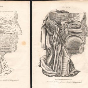 Peut inclure: Deux illustrations anatomiques anciennes d'une tête et d'un cou humains de profil. Les dessins détaillés, en noir et blanc, représentent les structures internes, notamment le cerveau, la gorge et les voies nasales. Le texte en haut indique "TABULA QUINTA".