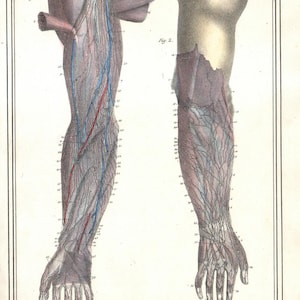 Può includere: Illustrazione anatomica vintage del braccio umano, che mostra vene e arterie. L'immagine presenta una rappresentazione dettagliata del sistema circolatorio, con etichette e numeri. Il braccio è mostrato in due diverse viste.