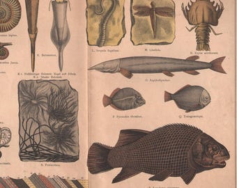 1878 lithographie originale fossiles ammonite poisson libellule Géologie