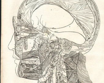 1835 Gravure originale Anatomie Tête Médecine Chirurgie