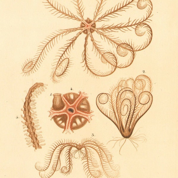 1849 Lithography Comatula of the Mediterranean Crinoids underwater fauna