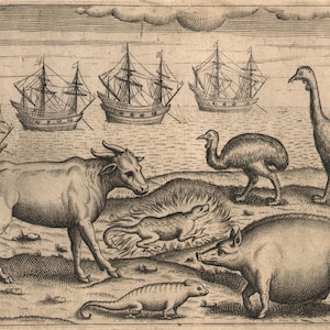 1600 Original Engraving Zoology India Salamandra Outarde Buffalo Birds