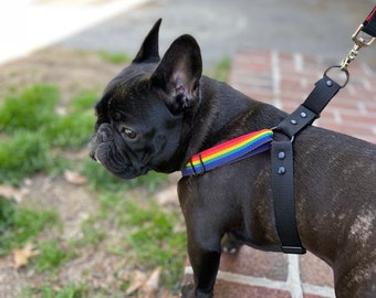 Custom Pride Pet Harness & Matching Leash