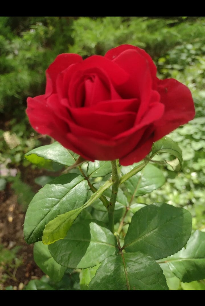 Digital Picture/Photo/Wallpaper/Desktop/Background Bulgarian Roses