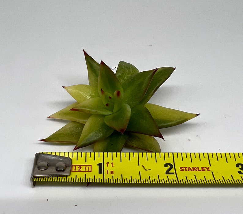 RARE Echeveria Agavoides Lipstick Variegated Etsy