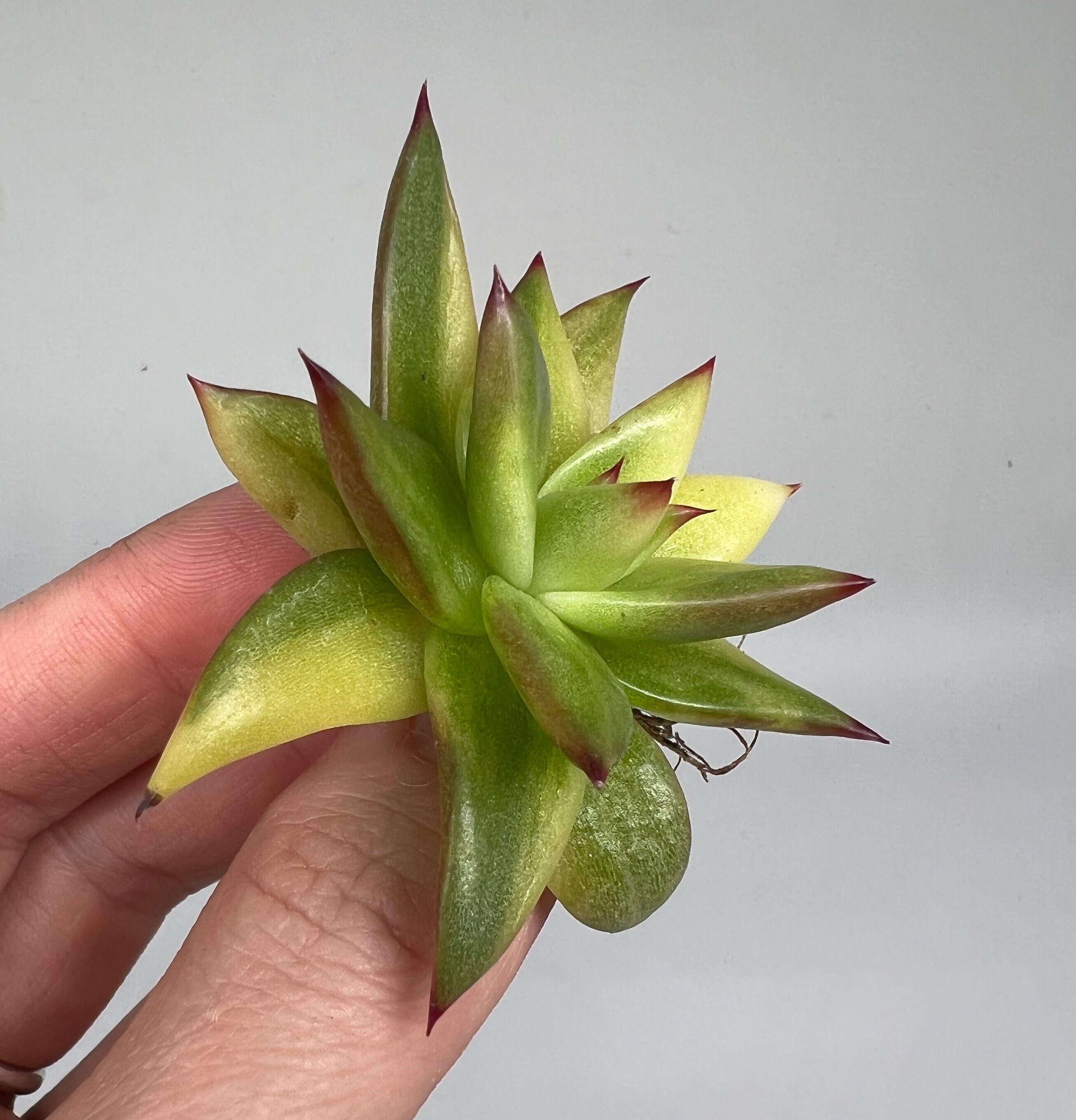 RARE Echeveria Agavoides Lipstick Variegated Etsy