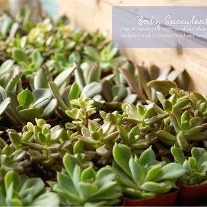 K&ouml;nnte beinhalten: Nahaufnahme einer Vielzahl kleiner gr&uuml;ner Sukkulenten in Terrakotta-T&ouml;pfen. Die Pflanzen sind in einem Raster angeordnet und alle scharf gestellt. Der Text "Baby Succulent" ist in der oberen rechten Ecke des Bildes sichtbar. Eine unserer verschiedenen Sukkulenten-Sorten wird mit einer Keramikschale und einem Bambus-Tablett geliefert.