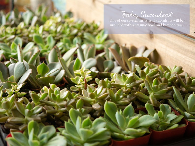 K&ouml;nnte beinhalten: Nahaufnahme einer Vielzahl kleiner gr&uuml;ner Sukkulenten in Terrakotta-T&ouml;pfen. Die Pflanzen sind in einem Raster angeordnet und alle scharf gestellt. Der Text "Baby Succulent" ist in der oberen rechten Ecke des Bildes sichtbar. Eine unserer verschiedenen Sukkulenten-Sorten wird mit einer Keramikschale und einem Bambus-Tablett geliefert.