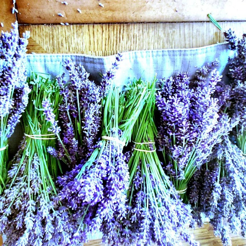 Culinary Lavender Near Me Discovering the Flavors and Traditions