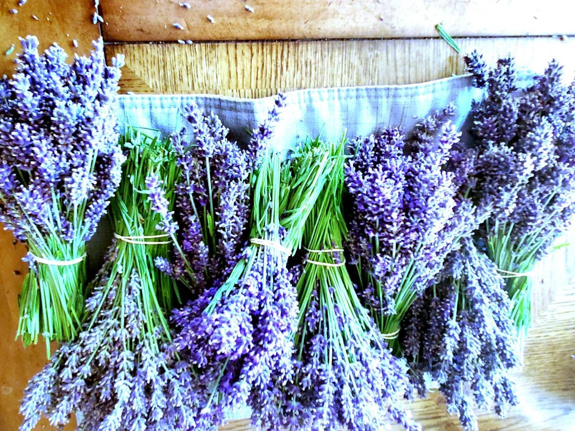 English Culinary Lavender-Dried
