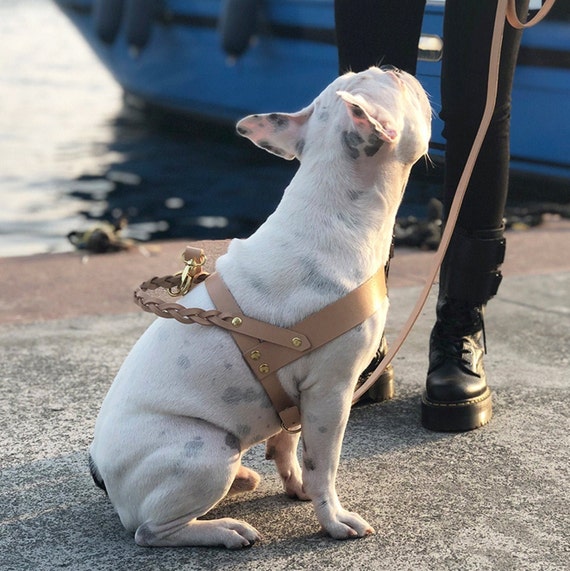 beige dog harness