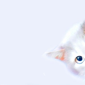 Cute iPhone lock screen Cat lovers iphone wallpaper iOS Phone grey background Android phone home screen Cats screensaver