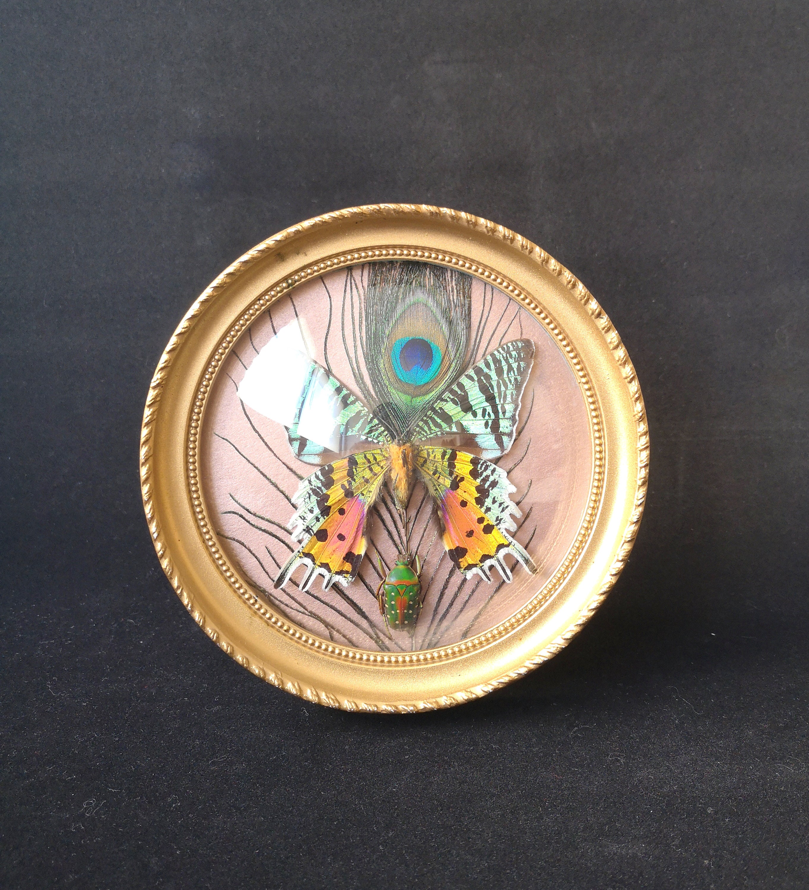 Cadre Ronde avec Papillon Iris