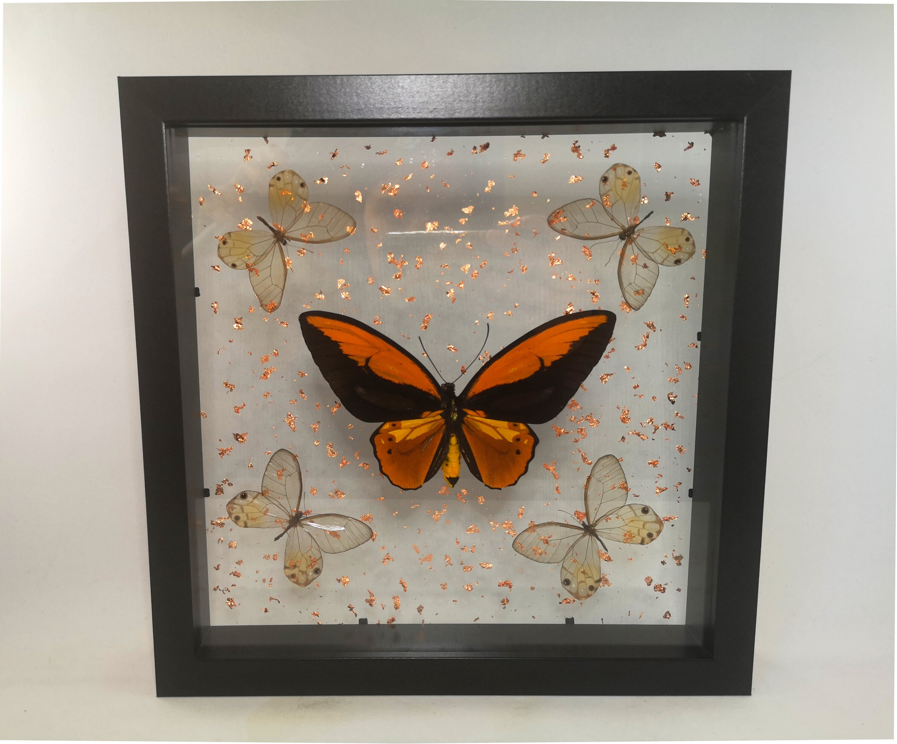 Rare Papillon Sous Cadre Transparent Cresus