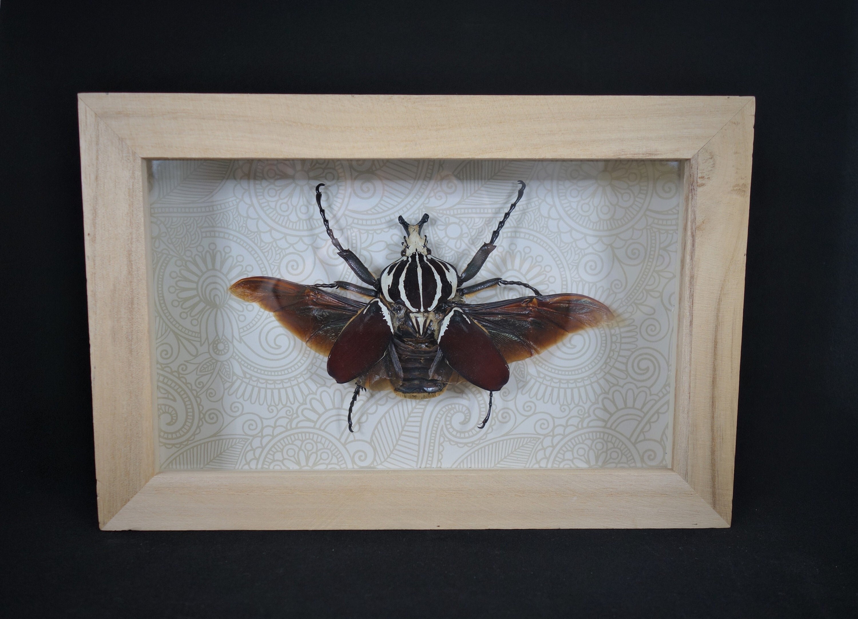 Scarabée Goliath Sous Cadre