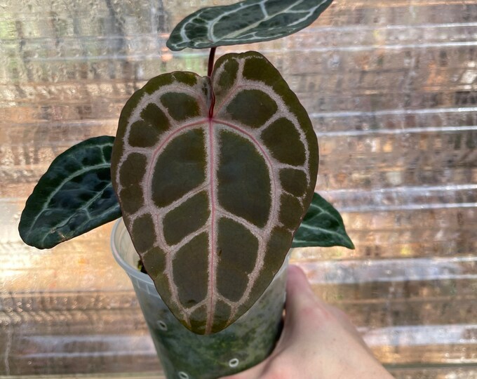 Anthurium Doc Block Zara X Michelle F3 Magnificum Hybrid Fully Rooted Plant Etsy
