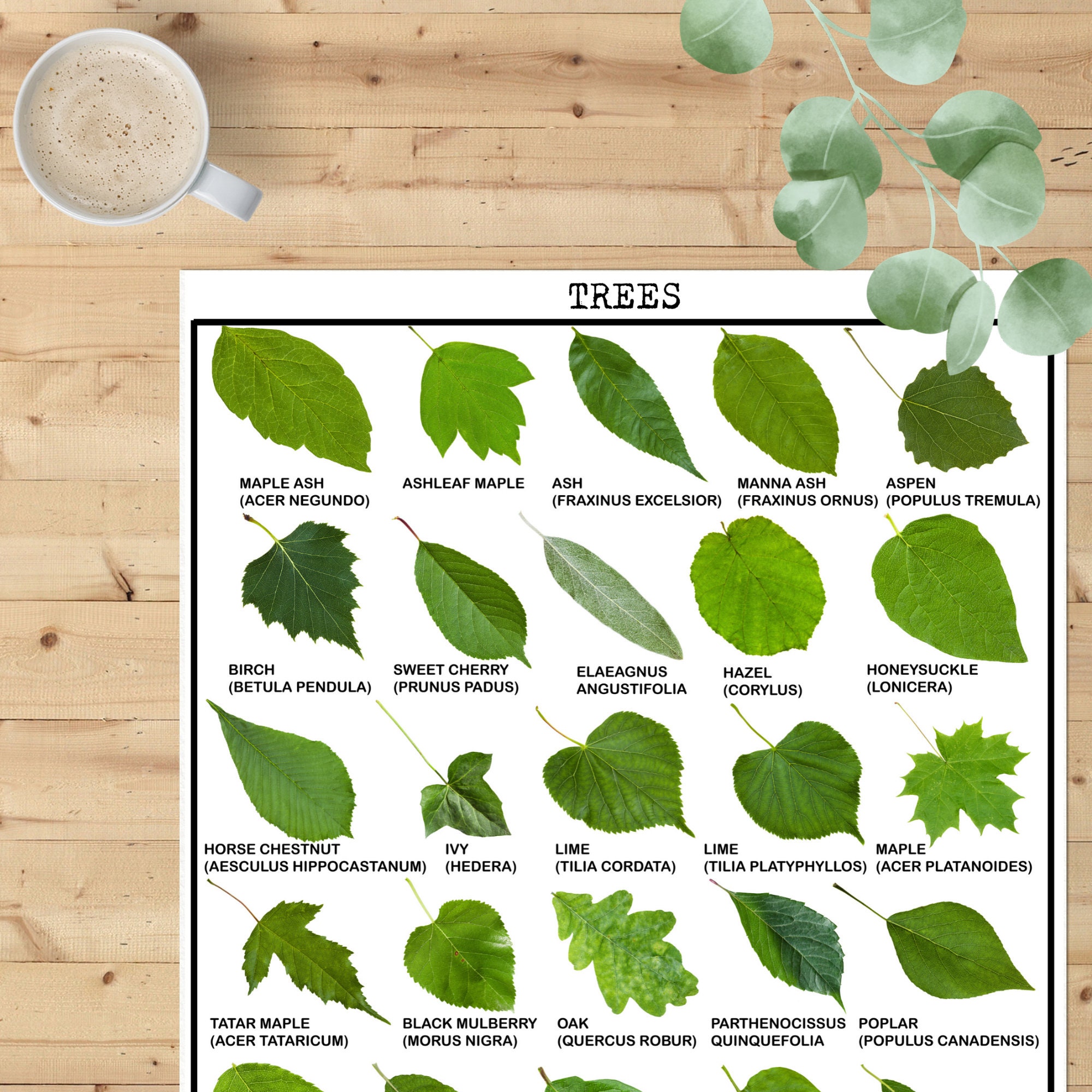 Leaf Identification Printable Homeschool Decor Homeschool Etsy