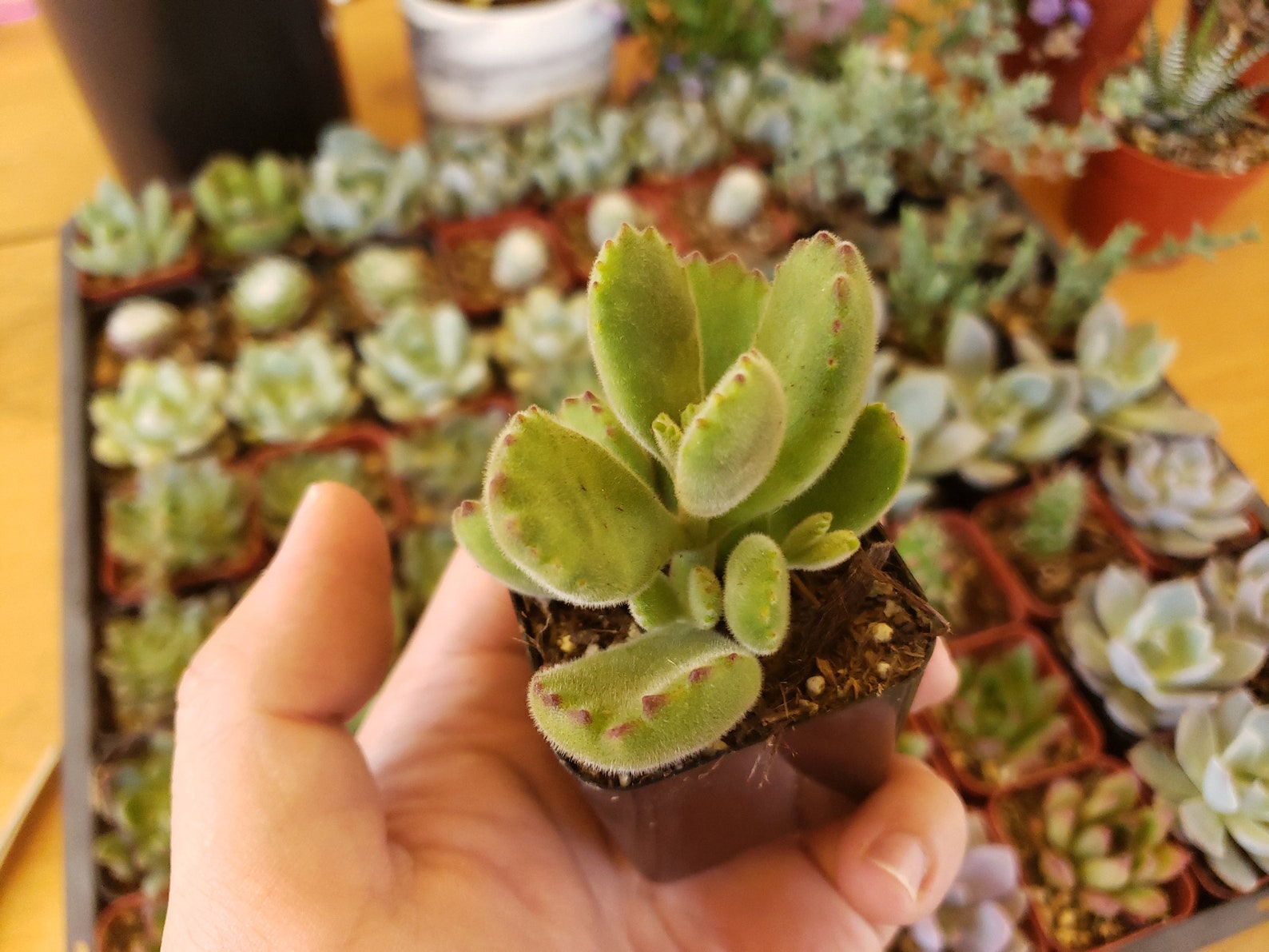 bear paw succulent singapore