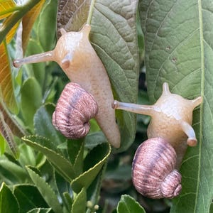 Snearrings |Realistic snail earrings | polymer clay | studs | the tansy patch studio