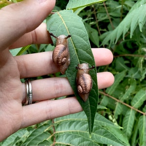 Realistic snail earrings | polymer clay | studs | the tansy patch studio