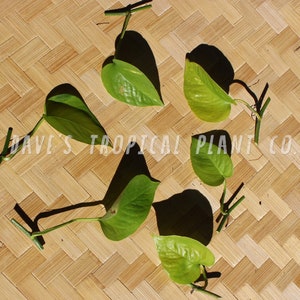 Neon Pothos (Devils Ivy) Live Plants, Plant Clippings , Propagate , Long Life , Easy To Grow , House Plants , plant cuttings