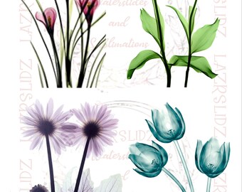 Free Free X Ray Flower Svg SVG PNG EPS DXF File