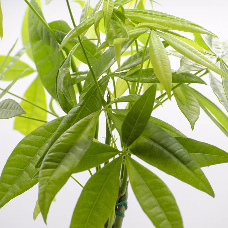 Money Tree House Plants Live Indoor Plant Air Purifier Etsy