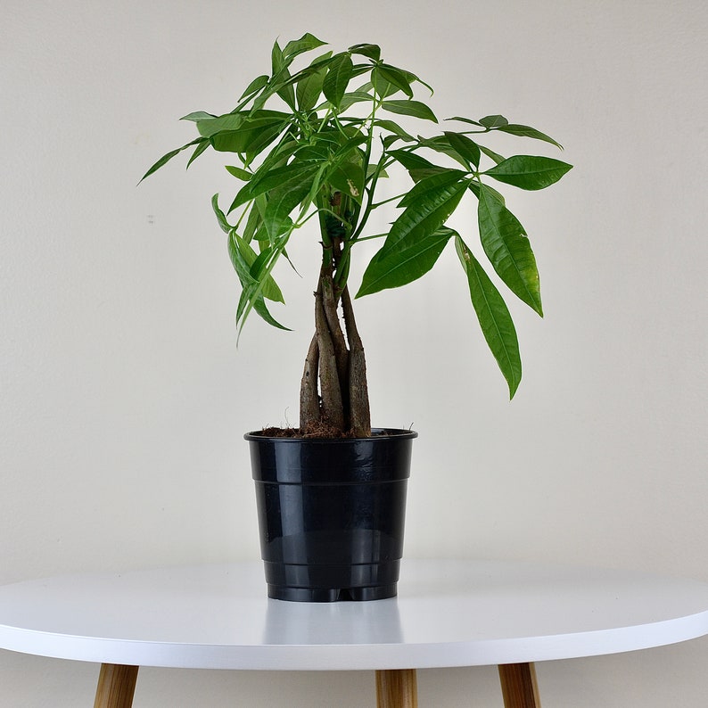 Money Tree House Plants Live Indoor Plant Air Purifier Etsy