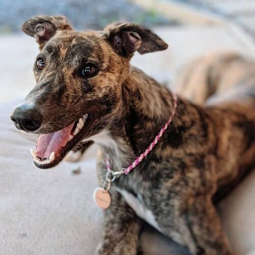 Custom Paracord House Collar Braided Large Dog ID Tag Collar Etsy