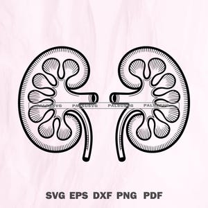 Anatomical Kidney SVG | Human Kidney Clipart | Cricut Cut File | Silhouette Design | PNG DXF Eps  | Instant Download
