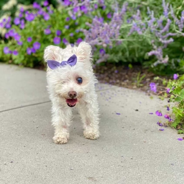 Multiple colors, Super Cute Linen Dog Hair Bow, Bow Knot, Dog Hair Clip, Dog Bows, Hair Clip for Dogs, Hair Bow for Dogs, on Alligator Clip