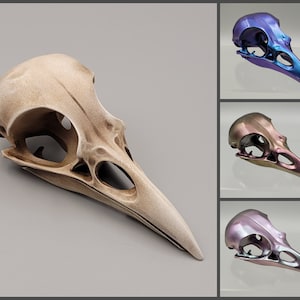 Raven/Crow skull