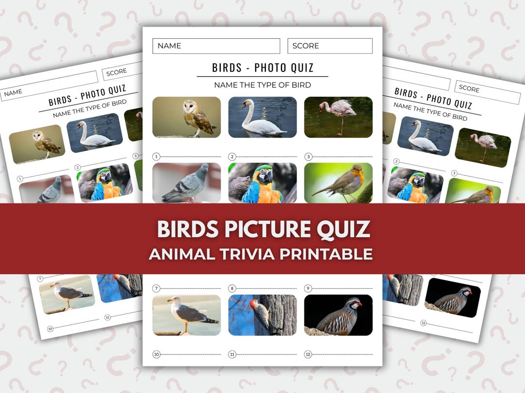 Birds Photo Quiz – Animals Printable Trivia Game (instant Download) - Etsy