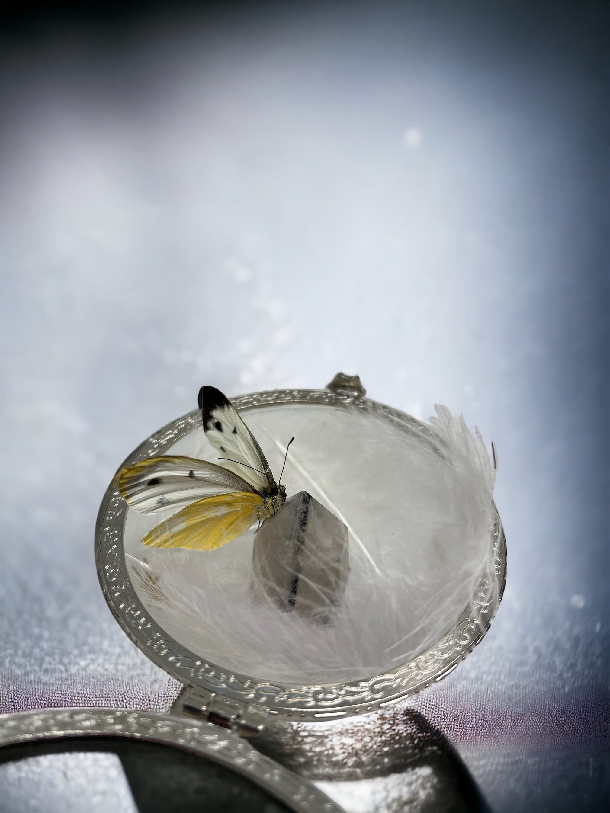 Miu Shiro Butterfly Taxidermy Butterfly Glass Dome Handmade Spiritual