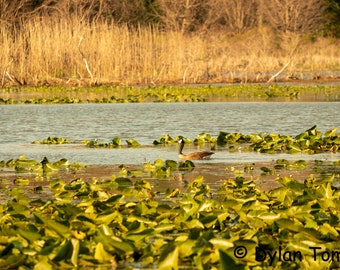 Canadian Geese Swimming in the Marsh Digital Download