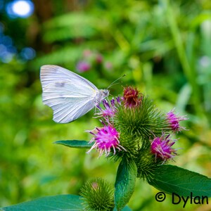 Butterfly on a Thistle Digital Download