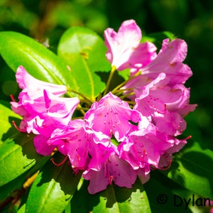 Rhododendron Flowers Digital Download