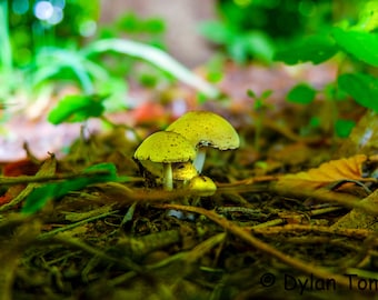 Mushrooms in the Forest Digital Download