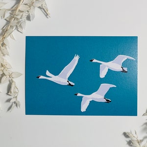 Swan Flight Card Set Swans (not geese ducks) Art Print Birds Bird Postcard Duck March Nature Flying Flock Pond Lake Wings
