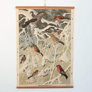 Uccelli da tavolo educativi vintage "Ospiti invernali piumati", stampa offset, grafico a muro, uccelli poster, grafico scolastico