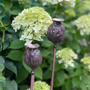 Può includere: Due alti baccelli di semi di papavero in metallo con steli marroni su uno sfondo di foglie verdi e fiori di ortensia bianchi.