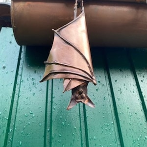 Gutter bat, hanging asleep image 3