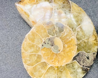 アンモナイト化石（92） 在庫限り】アンモナイト（化石）トップホール 右回り/ブラウン