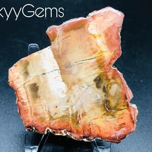 Petrified Wood Slice, Agatized Wood, Petrified Wood Stone, Petrified Wood Slab, Mineral Specimen, Fossilized Wood (7)