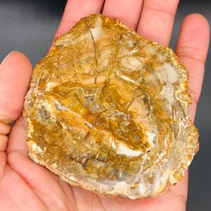 Petrified Wood Slice, Agatized Wood, Petrified Wood Stone, Petrified Wood Slab, Mineral Specimen, Fossilized Wood (2)