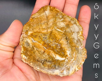 Petrified Wood Slice, Agatized Wood, Petrified Wood Stone, Petrified Wood Slab, Mineral Specimen, Fossilized Wood (2)